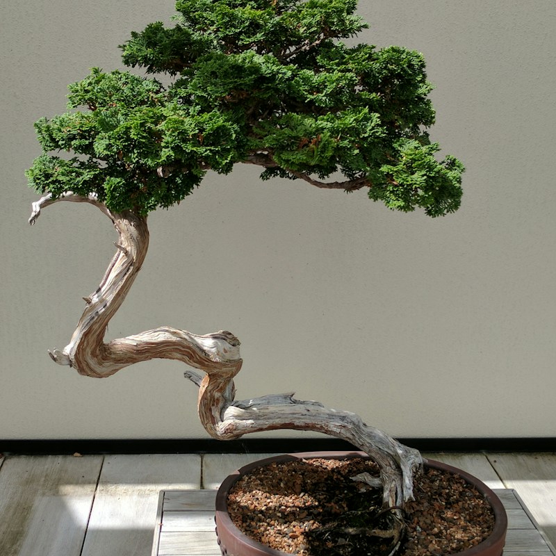 Bonsai Ağacı