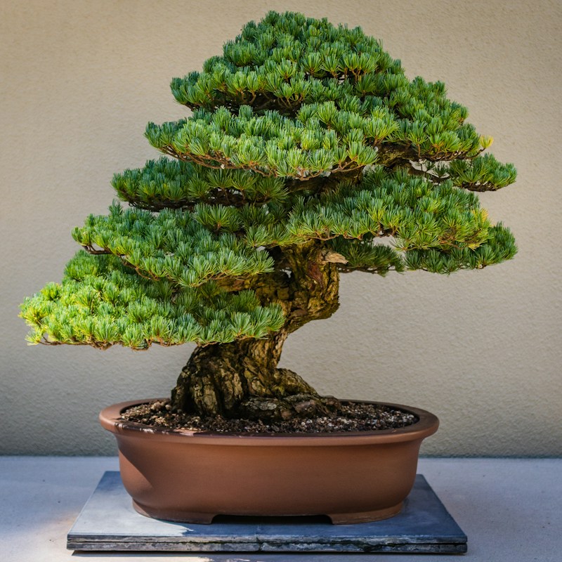 Bonsai Ağacı